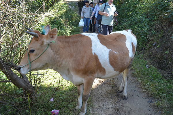 Cow supporter